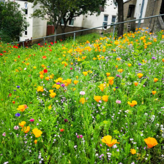 Social Housing Wildflower Meadow